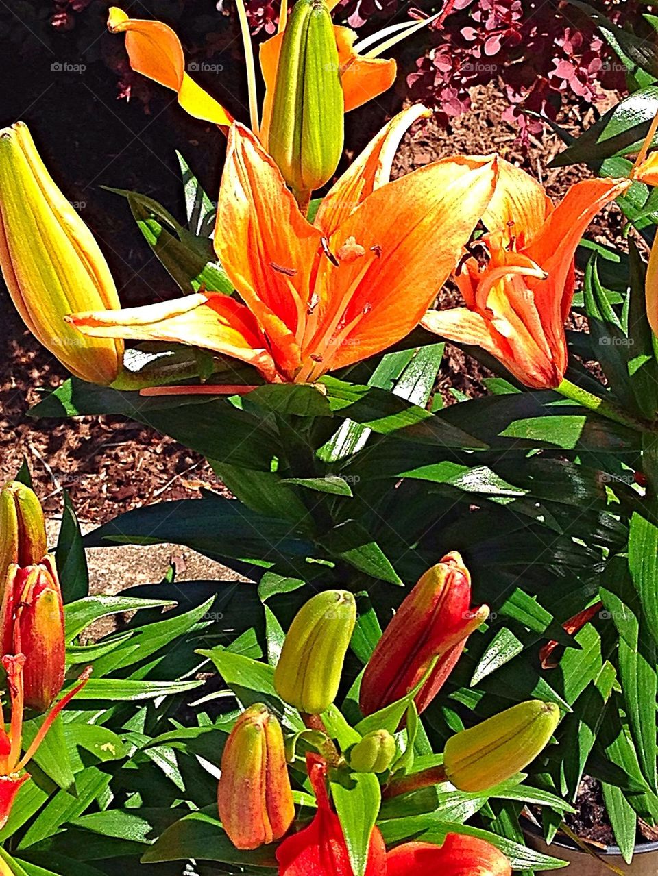 Spring Lilly's orange and beautiful