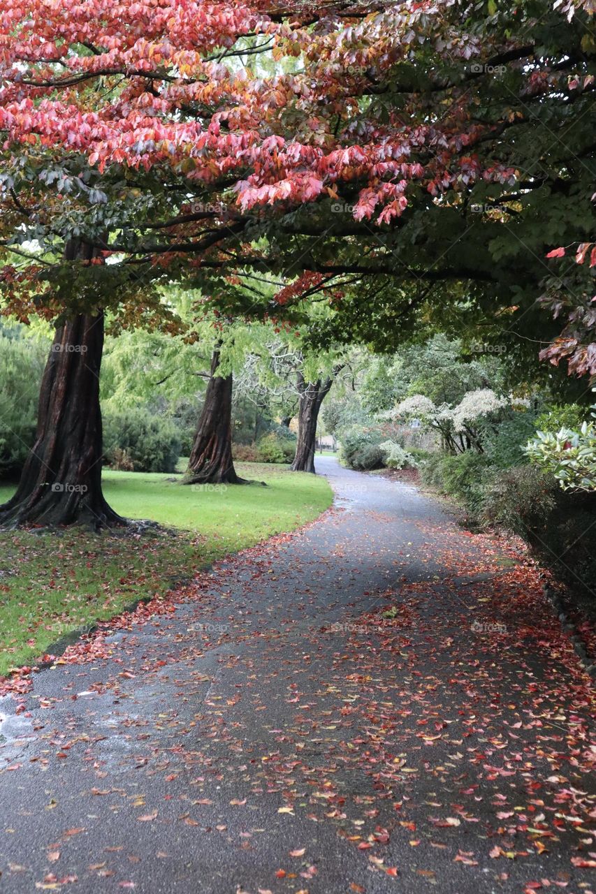 Red leaf at fall season on the path of city gardens 