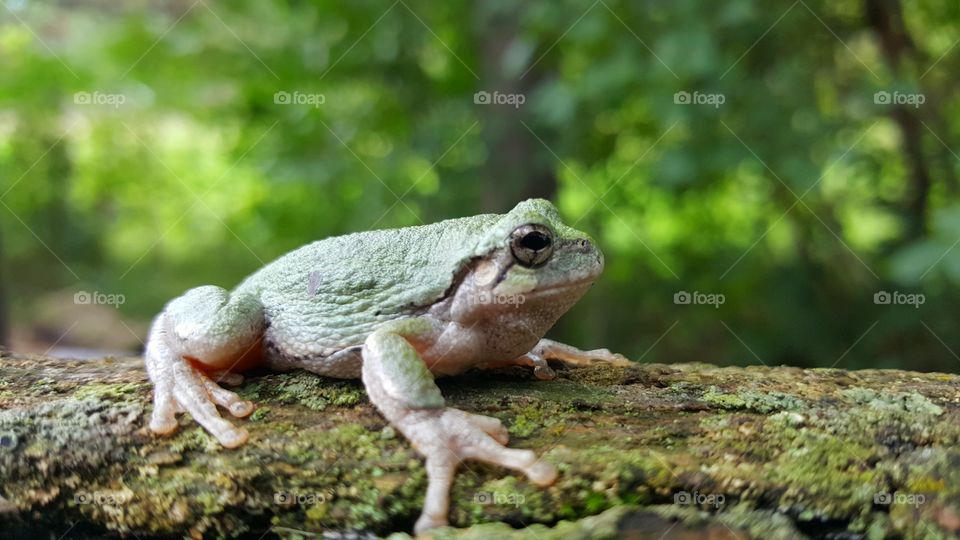 tree frog