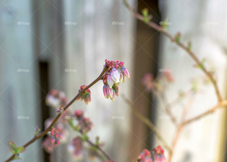 Blueberry blossoms in front of wood fence