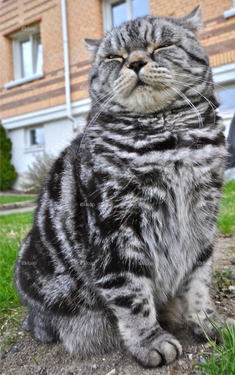 Close-up of a cat