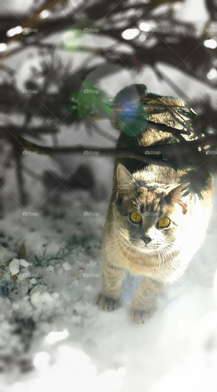 My cat under tree in snow