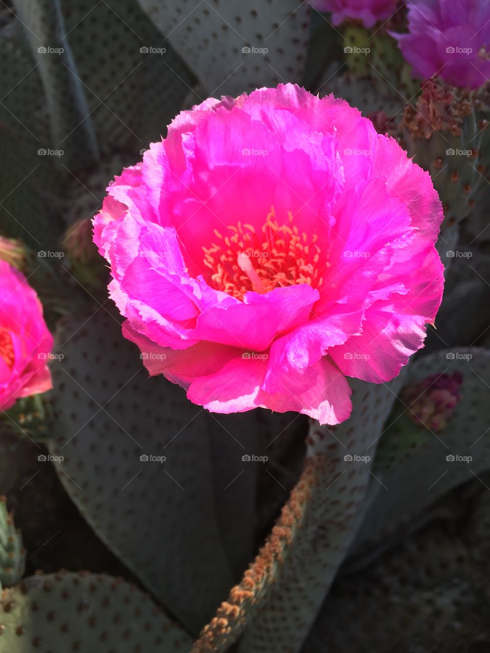 Springtime Cactus Bloom