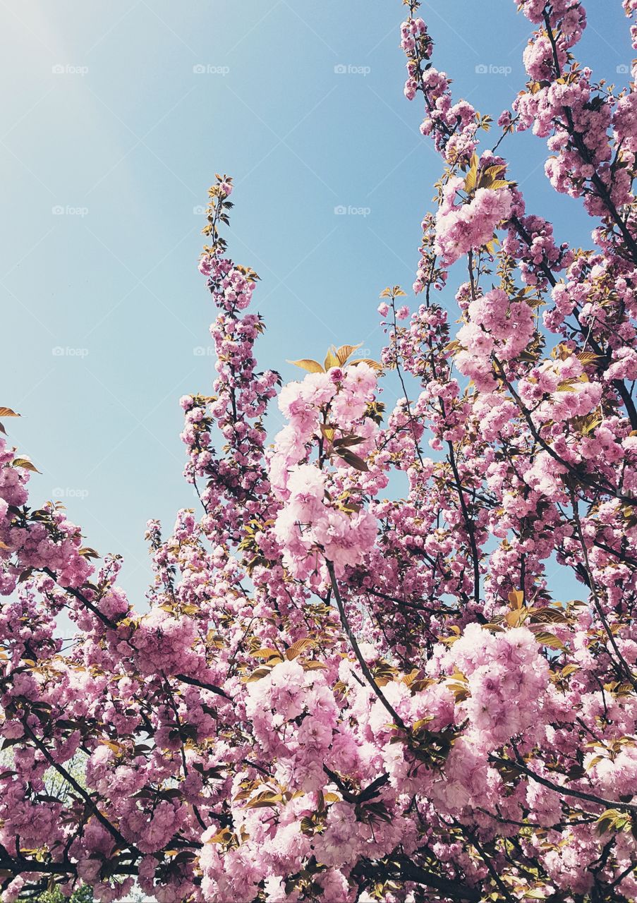 Beautiful pink flowers