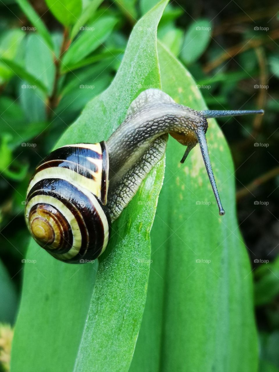 Snail in my garden