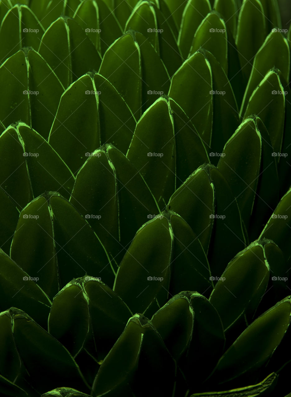 Illuminated cactus of on the Canary Islands.