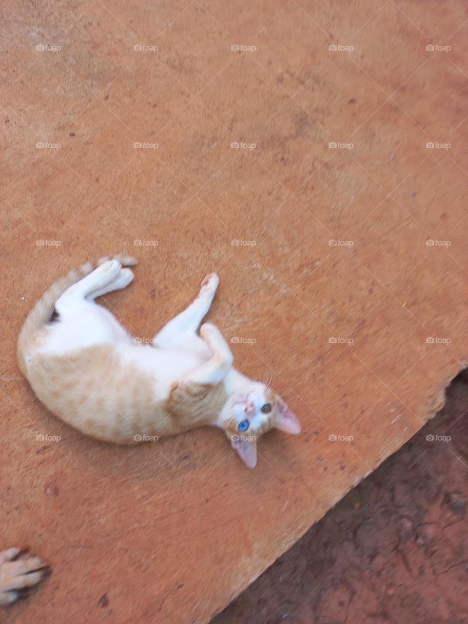 Gatinho carinhoso deitado com a barriga para cima. Ao ficar na posição  supina, de barriga para cima, o pet está comunicando,  que está relaxado em intenso estado de bem-estar