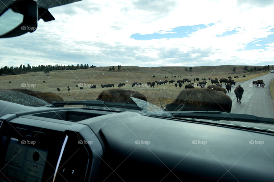Buffalo surround our truck in Custer State Park. 