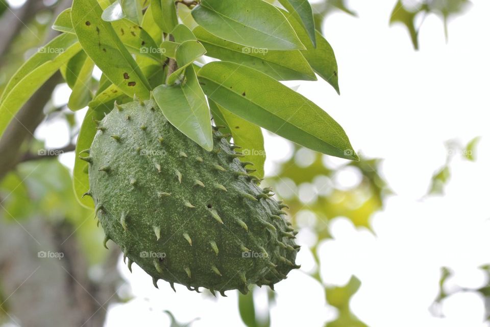 Soursop