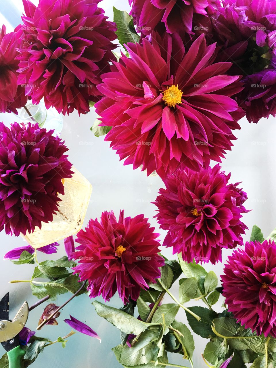 Bright pink Dahlia flowers freshly picked from the garden.