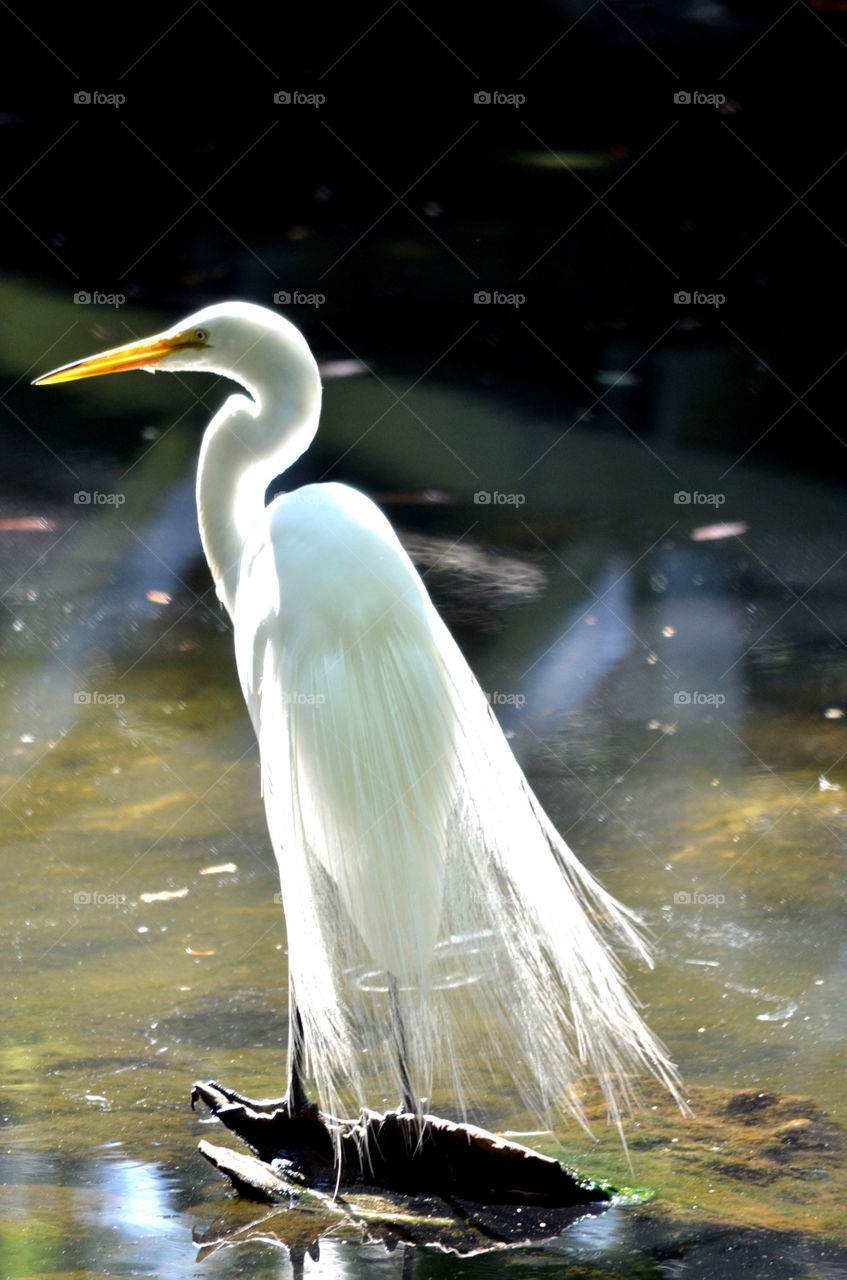 Snowy Egret