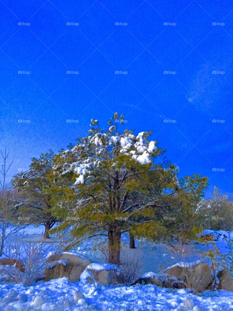 Lonely Snow-covered Tree 