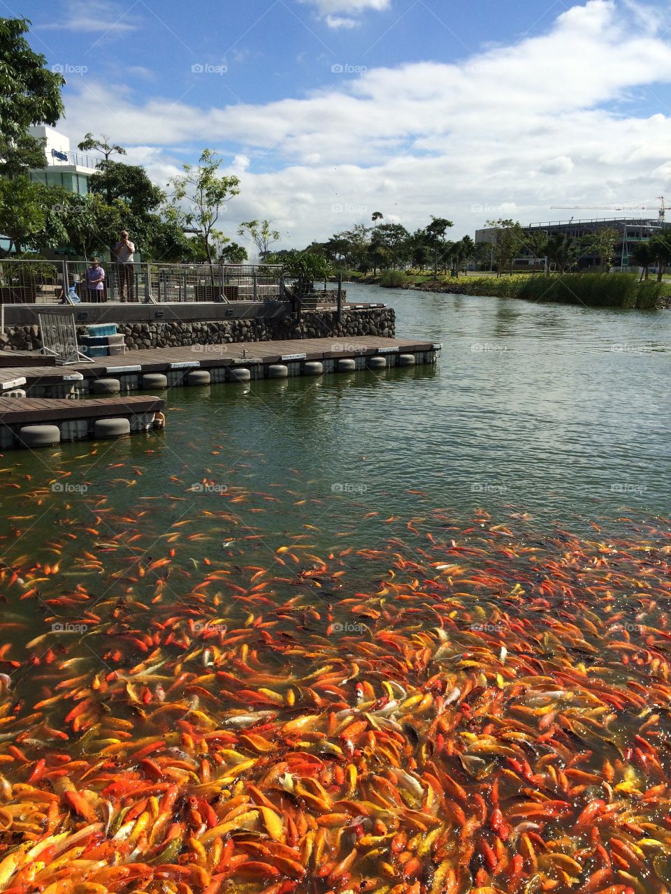 Koi's there, Koi's everywhere. So satisfying to look at. 