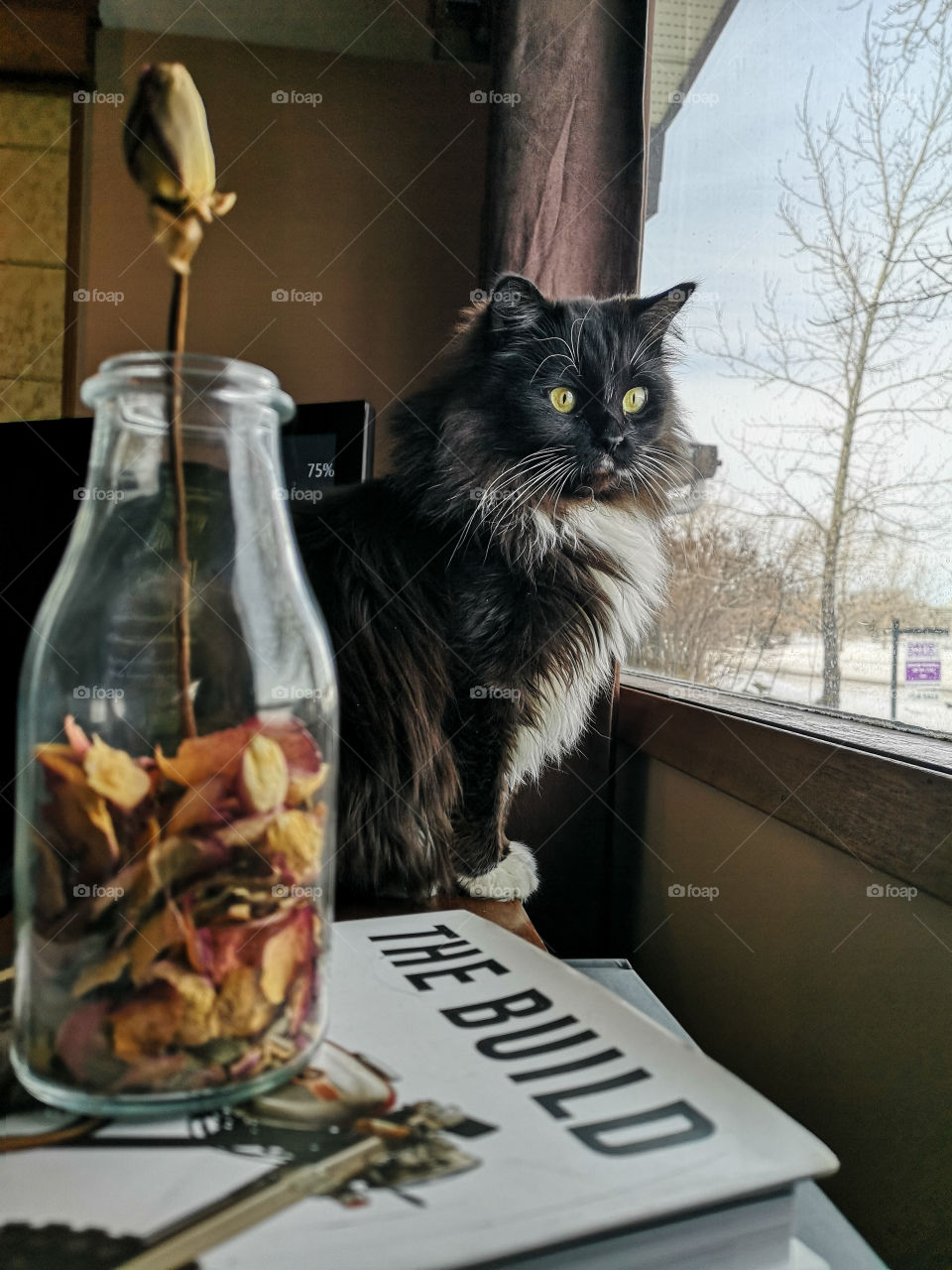 black and white cat looks out the window