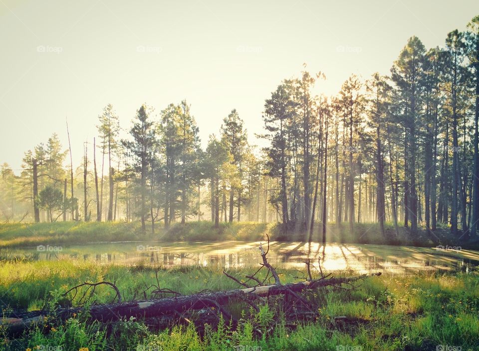 Sunlight passing through trees