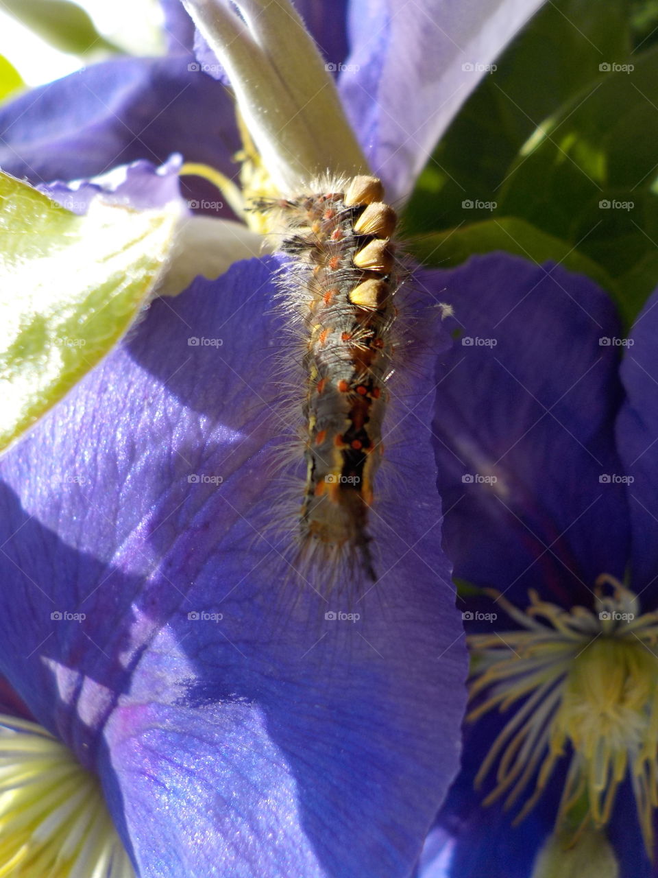 Bright colours of future butterfly 