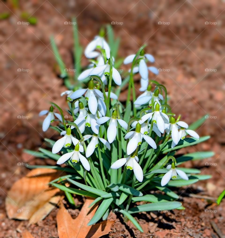 Spring Snowdrops flowers