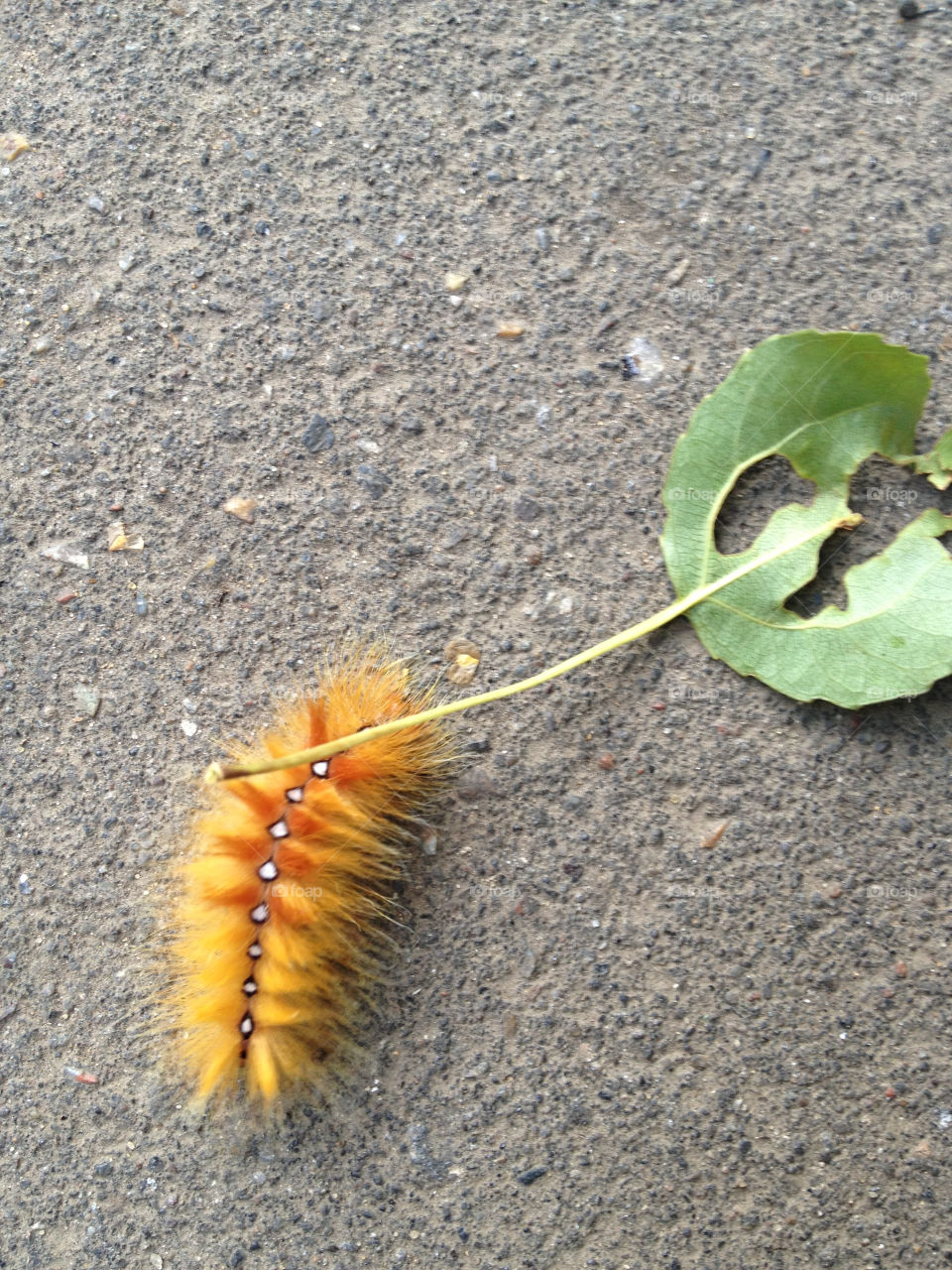 concrete ground insects itchy by vikandr2007