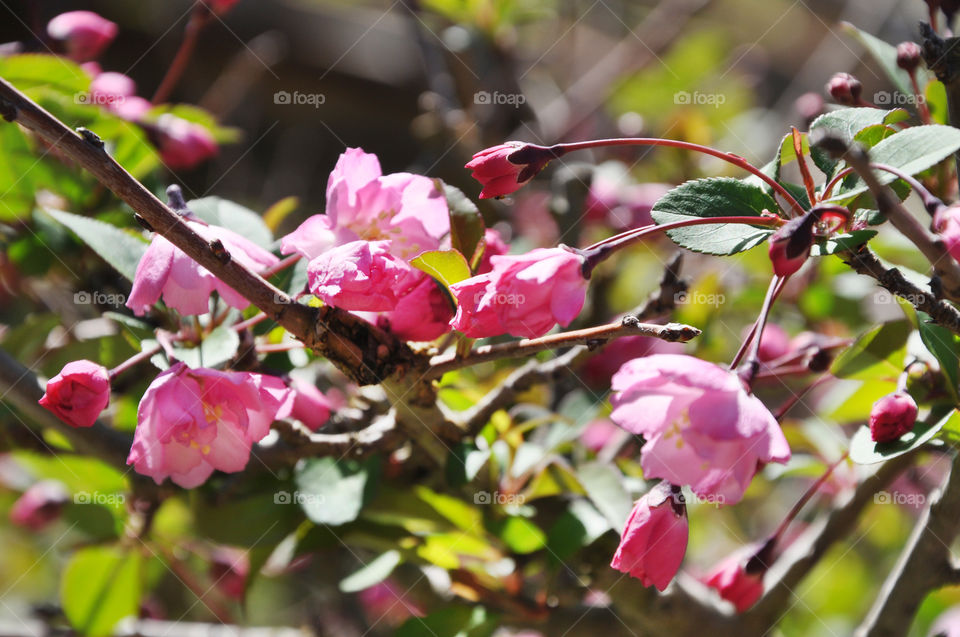 Close up of cherry blossoms 