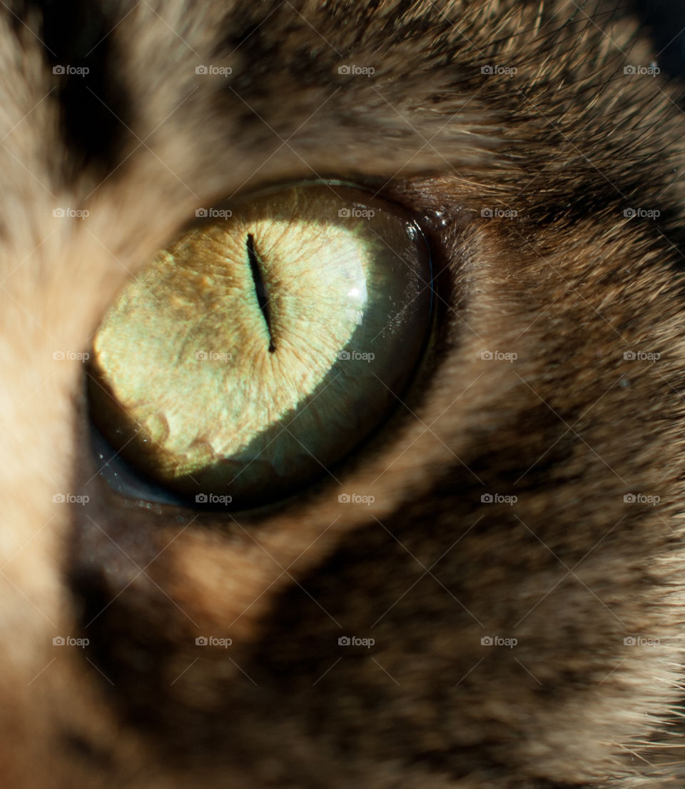 Cat's Eye