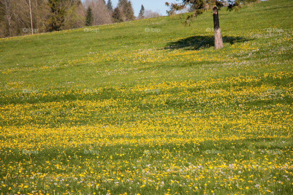 Beautiful flower field