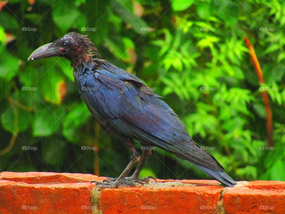 beautiful black Indian jungle crow or Corvus culminatus