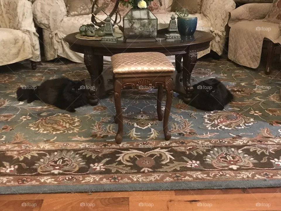 Twin black cats in sitting room 