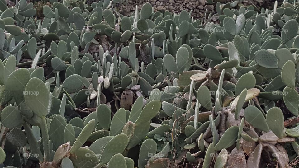  Cactus