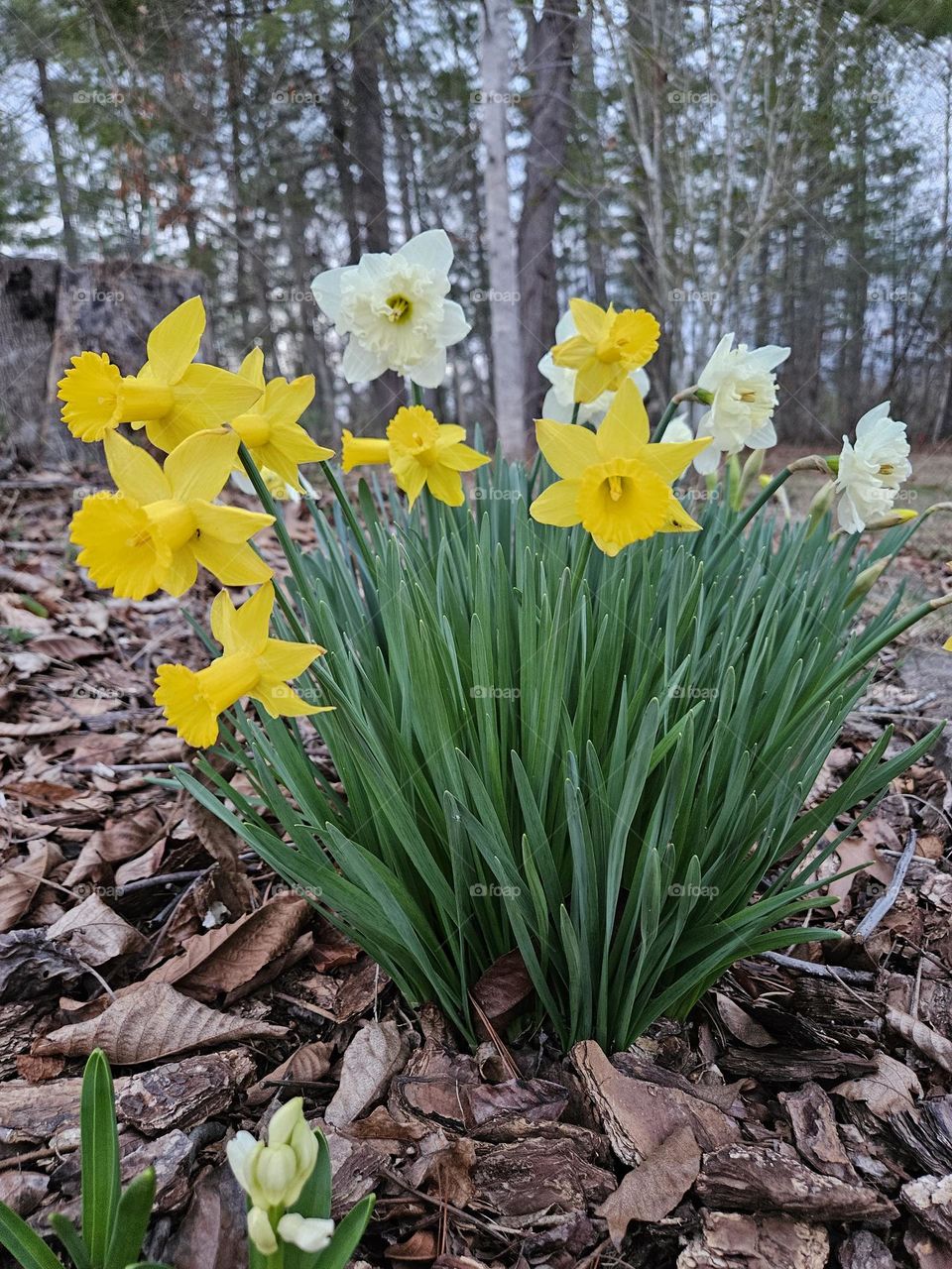 First flowers of spring