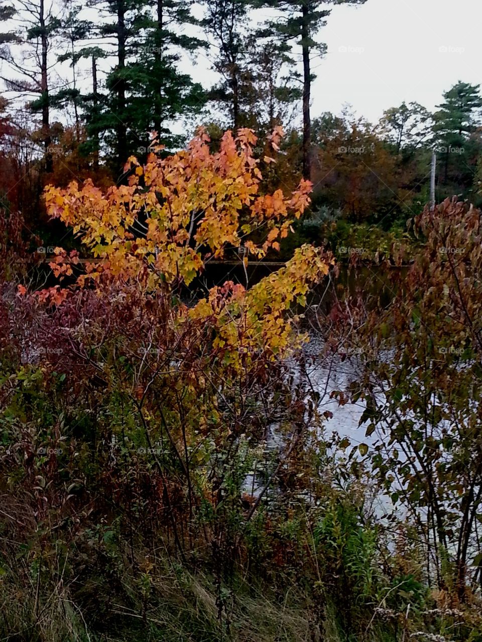 Fall in NewEngland