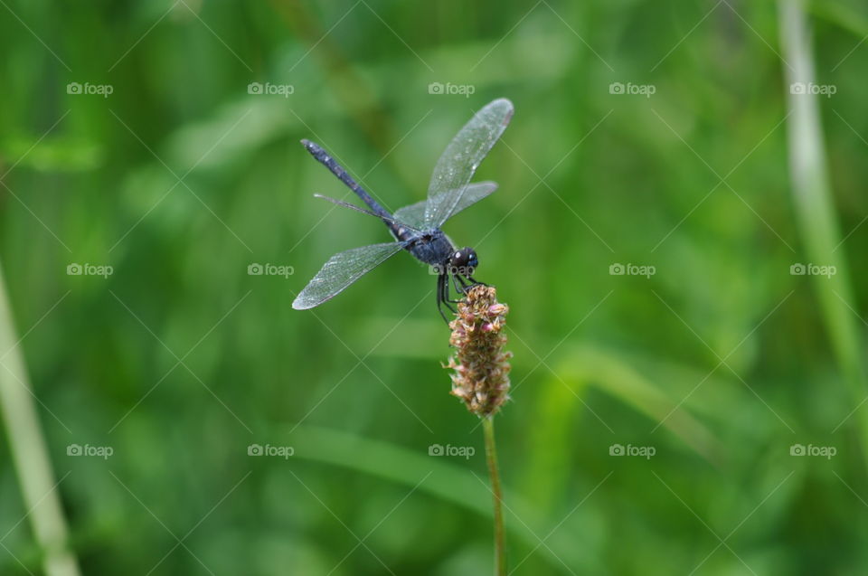 Damesfly at rest in nature
