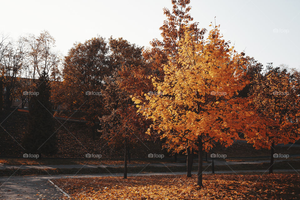 landscape of an autumn colorful trees