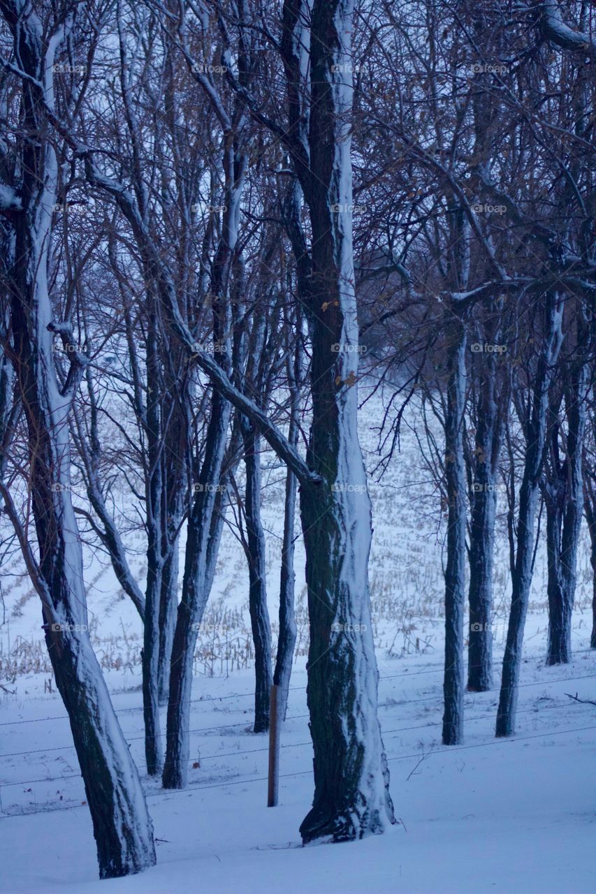 Snow covered tree trunks against a snowy rural landscape