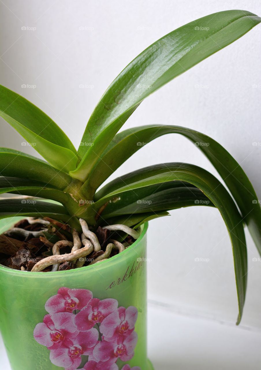 beautiful orchid flowers house plant in the pot