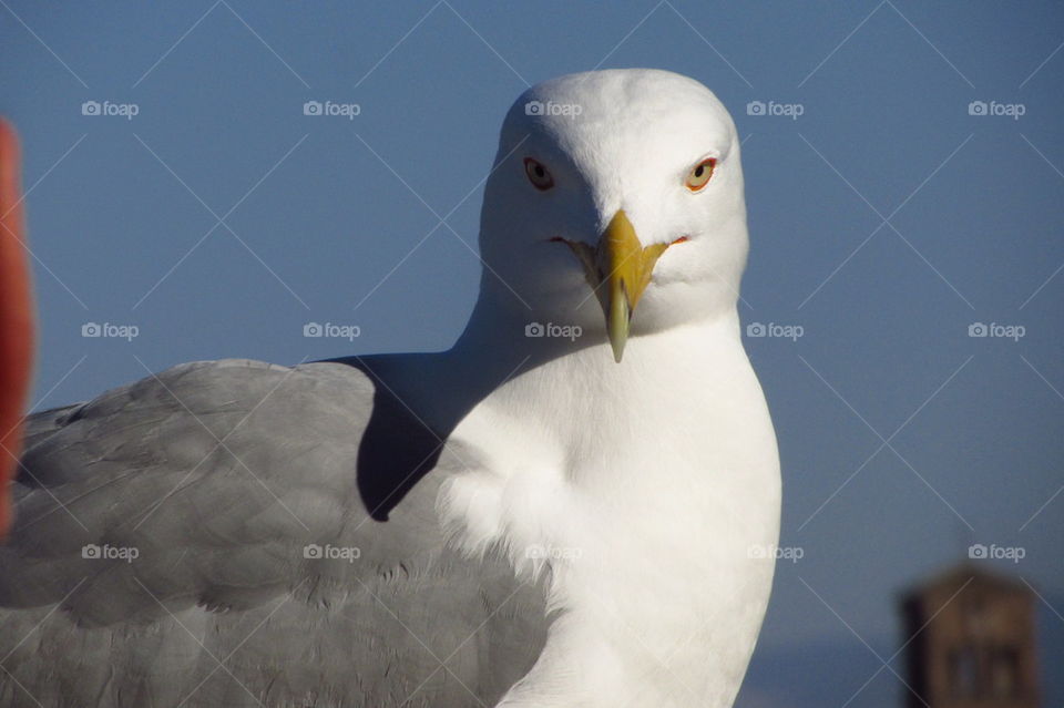 Close-up of seagull