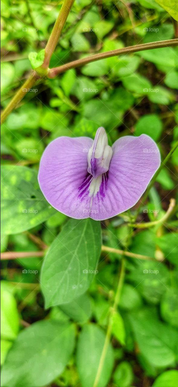 Beautiful white and blue wildflowers