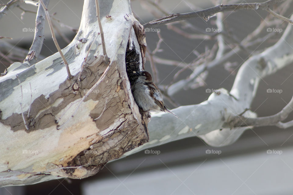 Bird taking cover of the cold weather