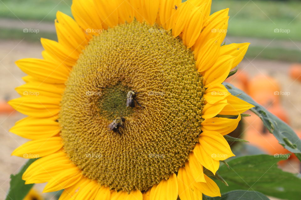 Bees pollinating a sunflower 