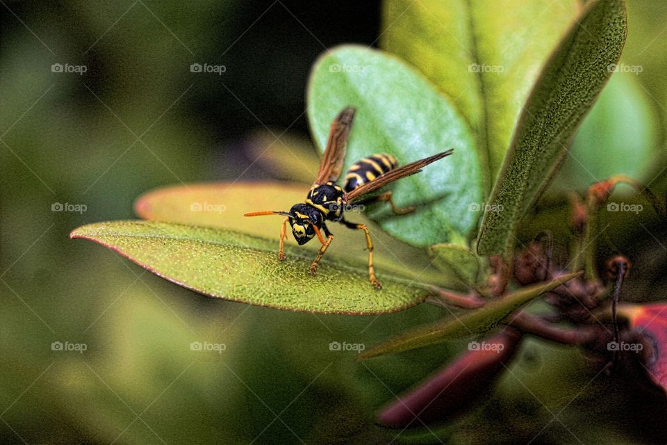Yellow Jacket