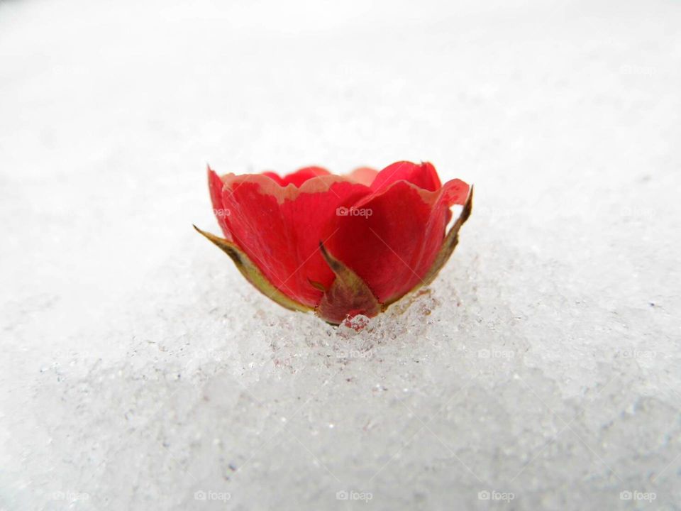 Rose flower on snow and happy day