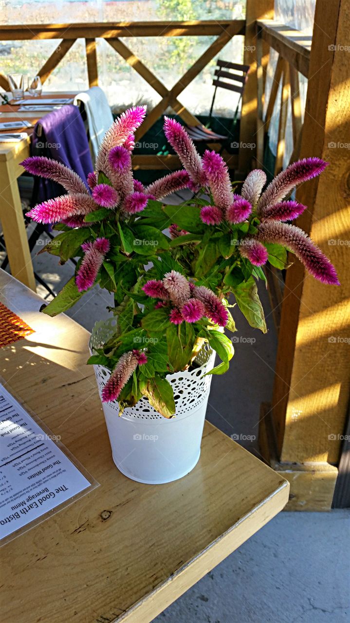 Purple Potted Plant