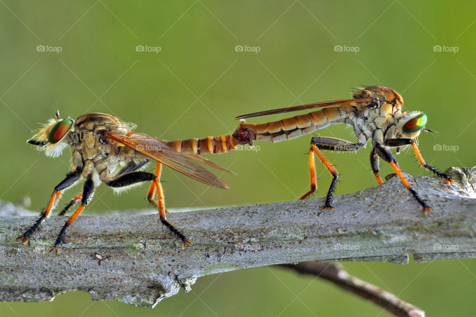 Roberfly matting on logs.