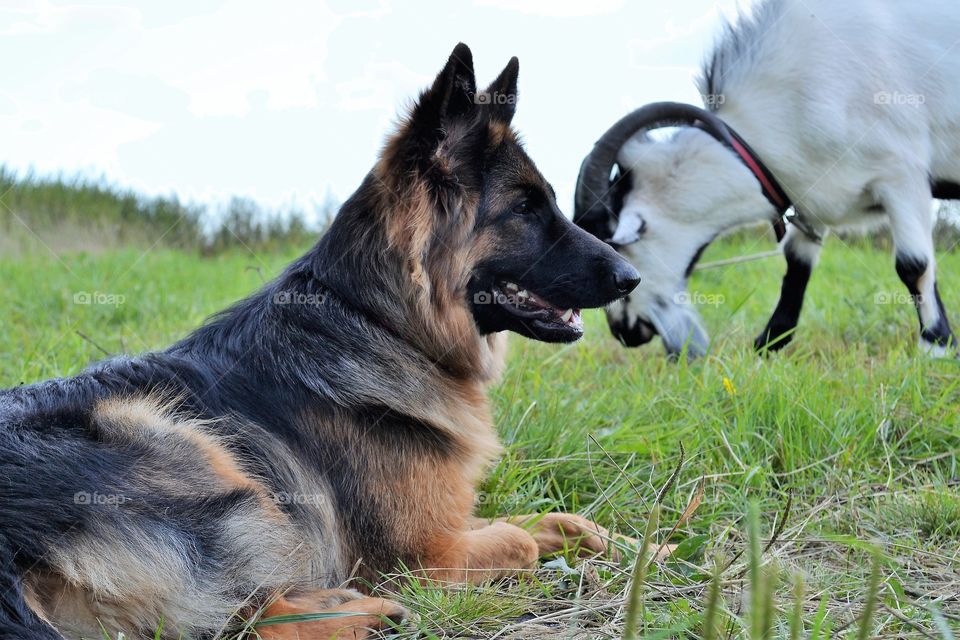 geman shepherd on the nature