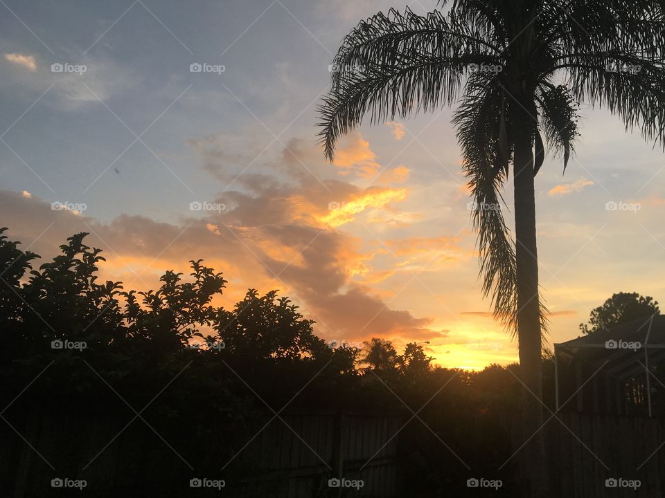 Beautiful palm tree with gorgeous clouds 