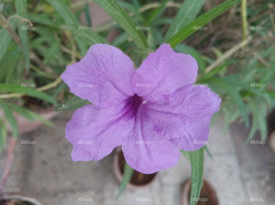pitunia purple colour flower looks very beautiful generally found everywhere fresh seasonal looking very beautiful