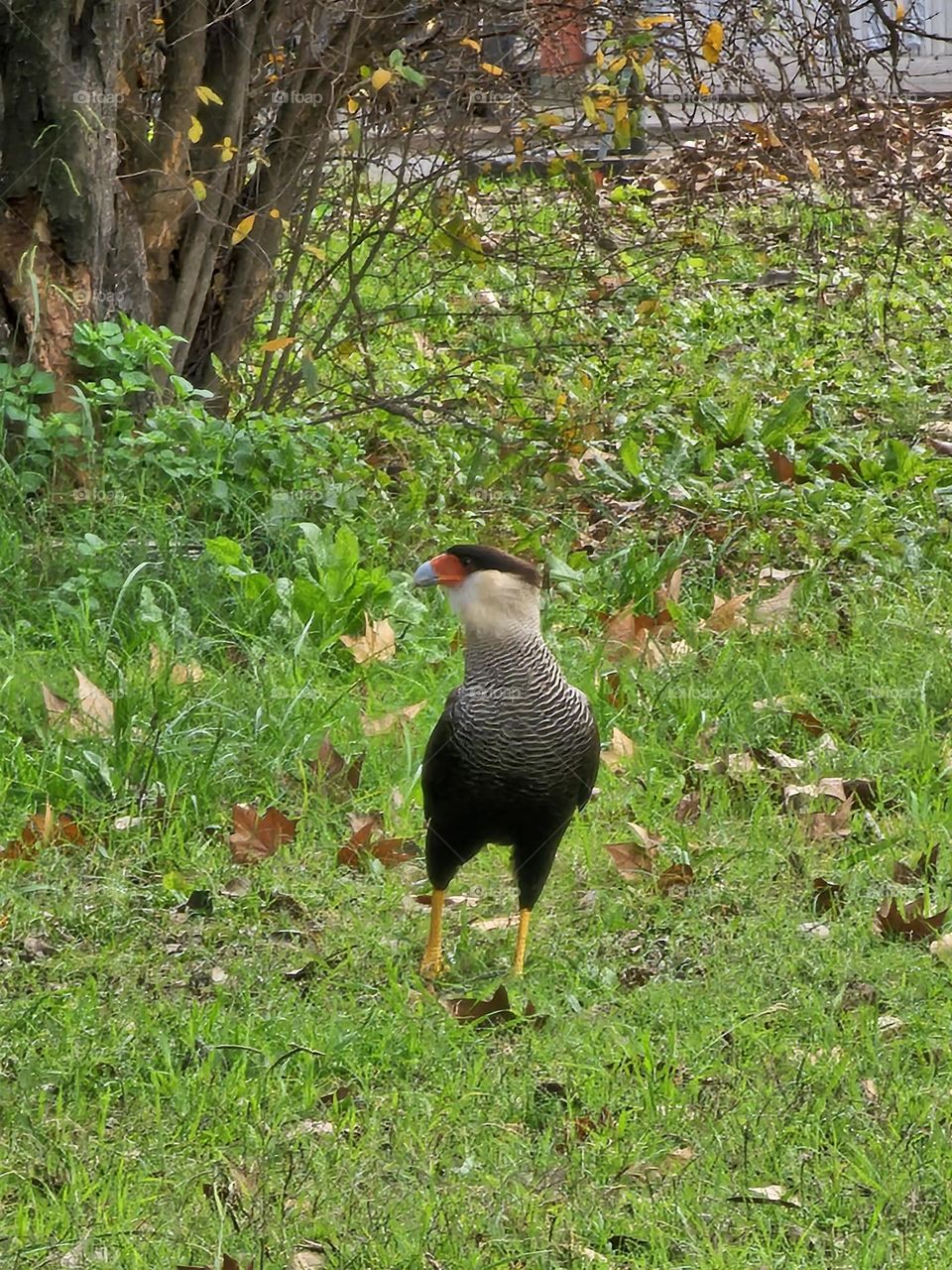 The Caracara in San Isidro, BsAs, Argentina / Carancho en San Isidro, BsAs, Argentina