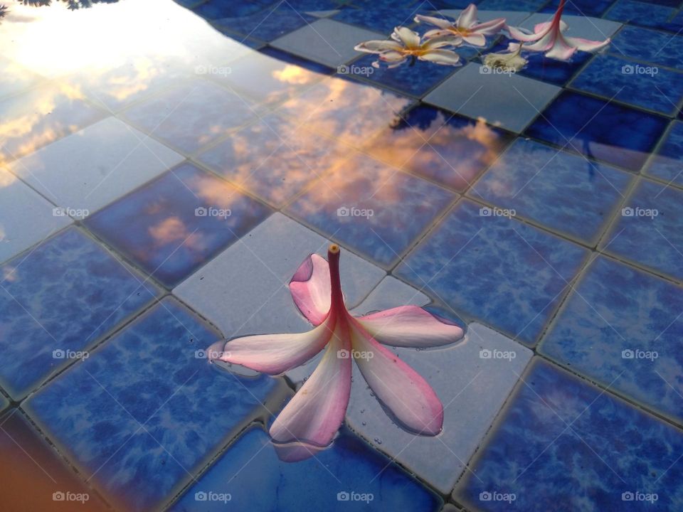 Beautiful flower in the pool