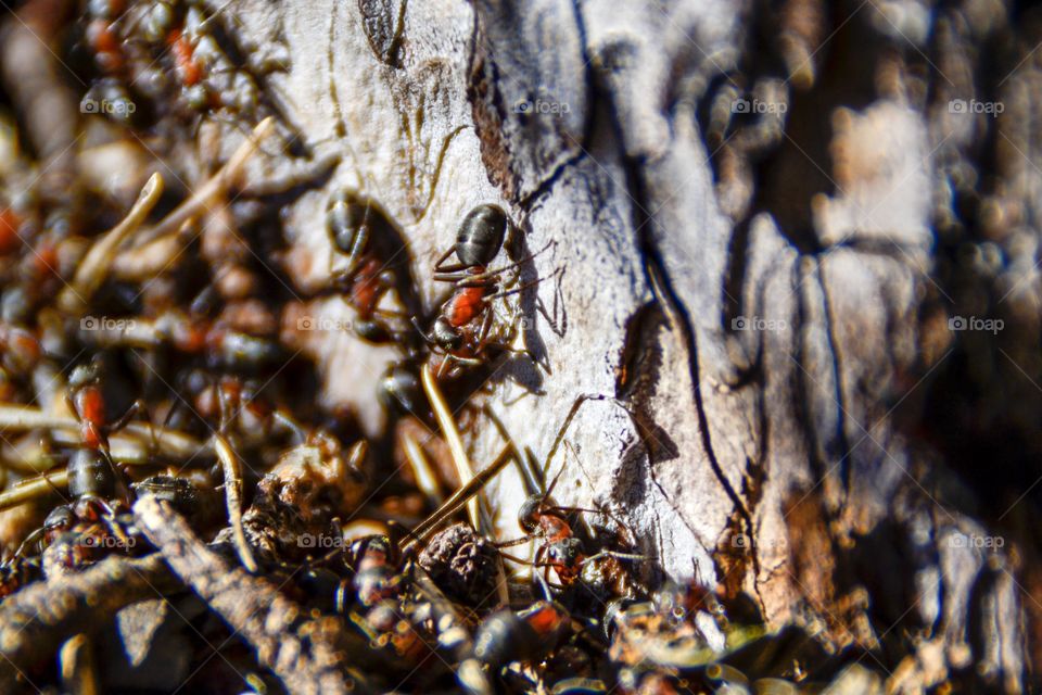 In an ant Home
