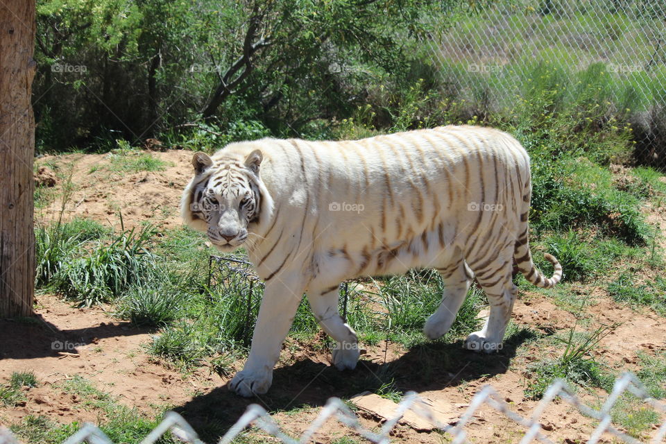 white tiger