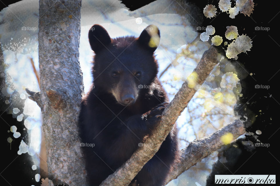 bear edit